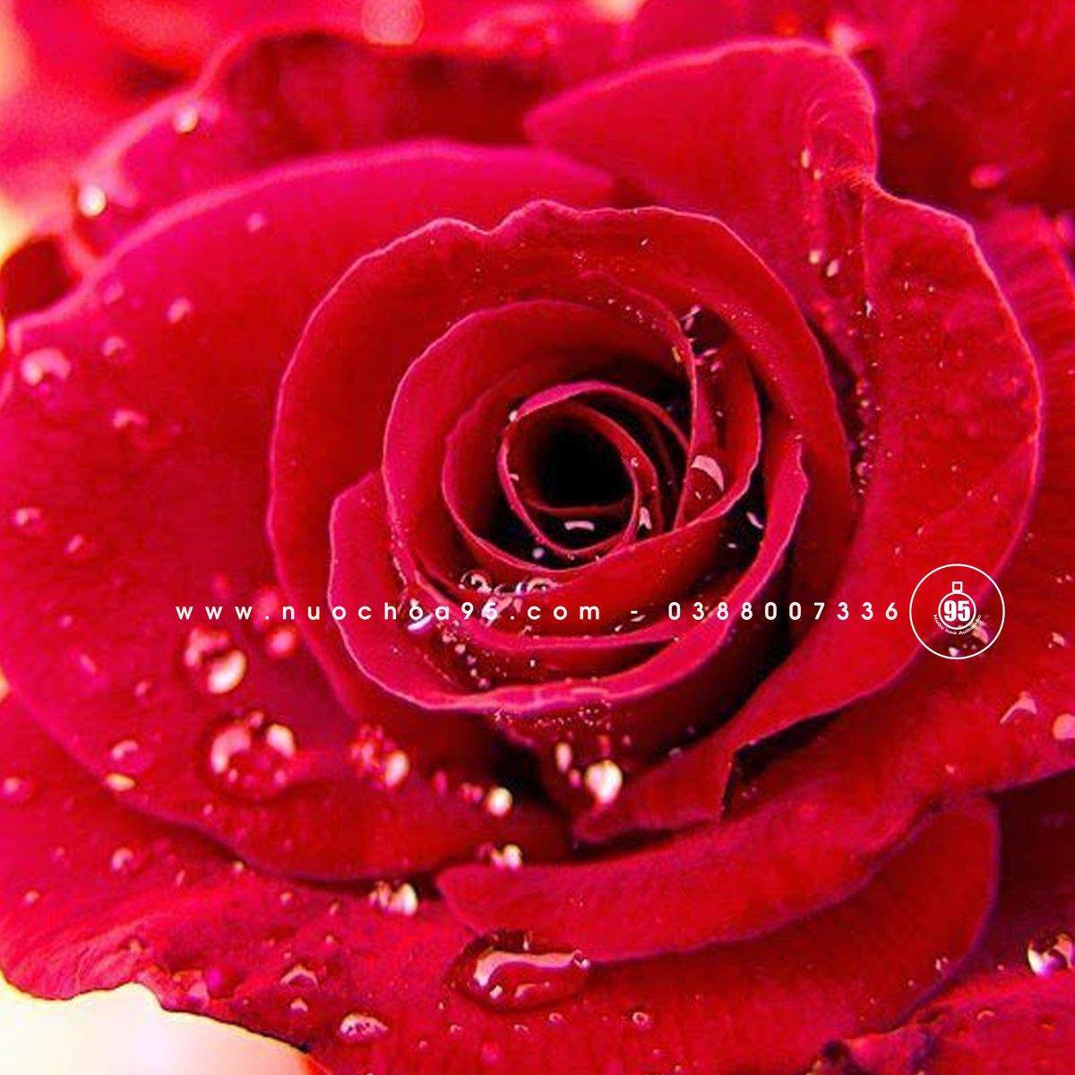 Hoa hồng Đan Mạch