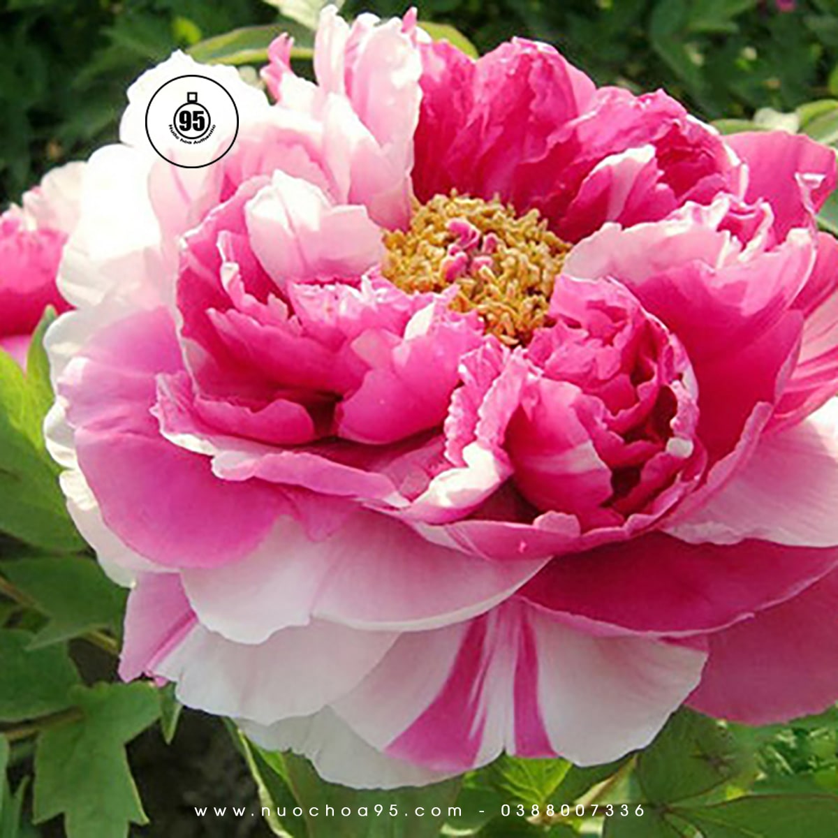 Hoa mẫu đơn hồng Trung Quốc (Chinese Pink Peony)