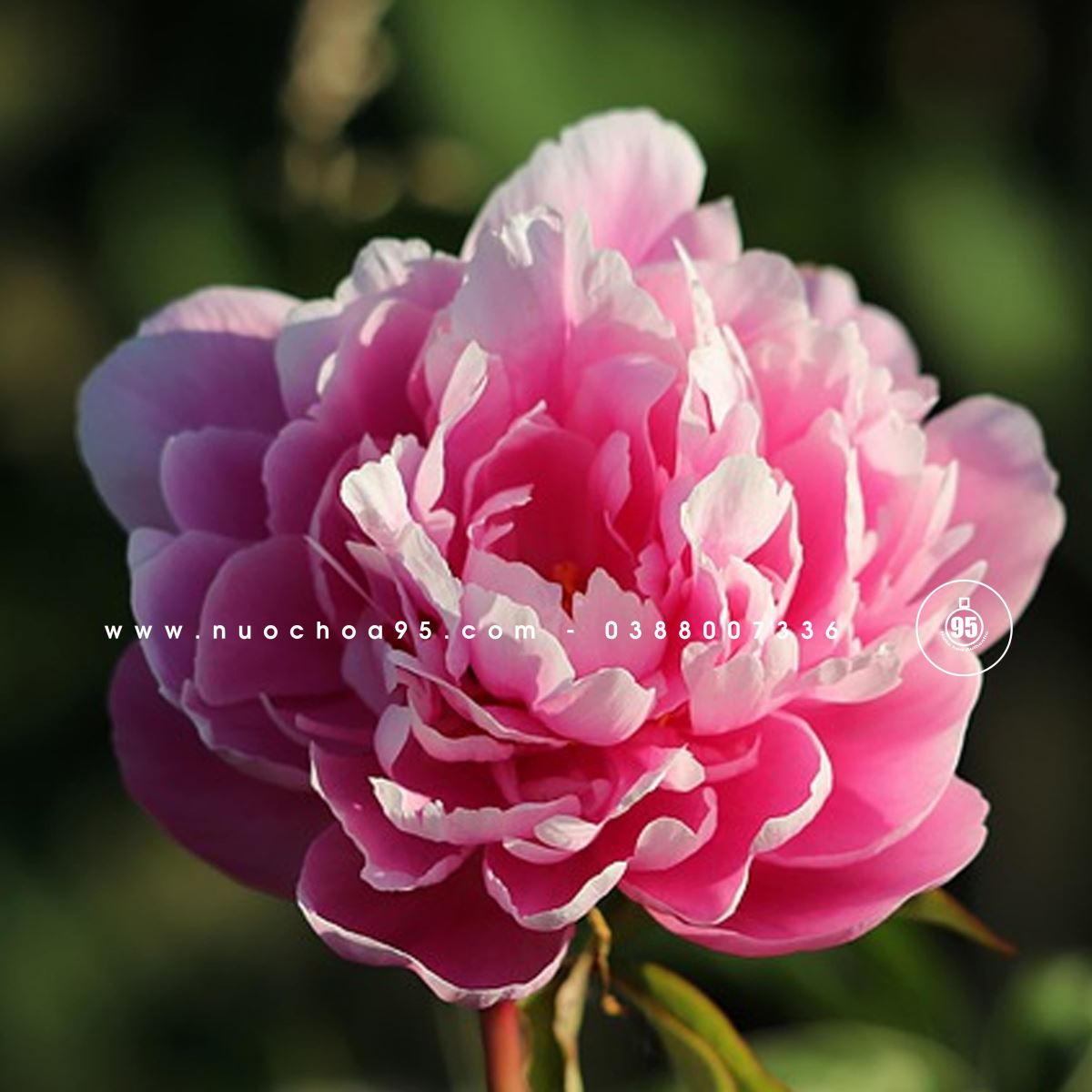 Hoa mẫu đơn hồng (Pink Peony)