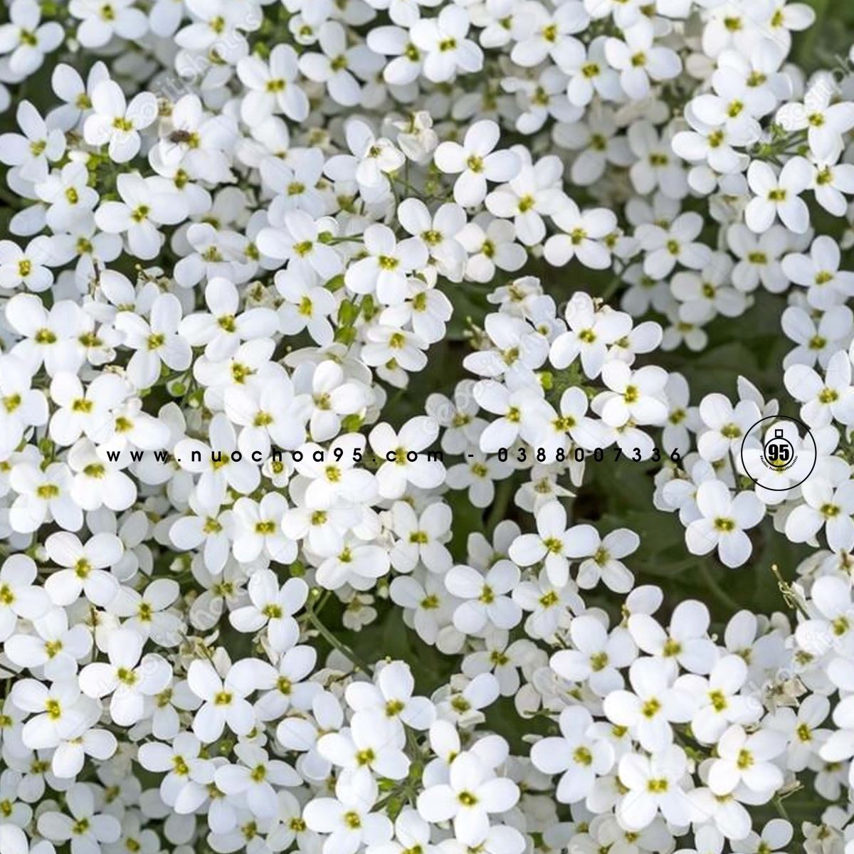 Hoa trắng