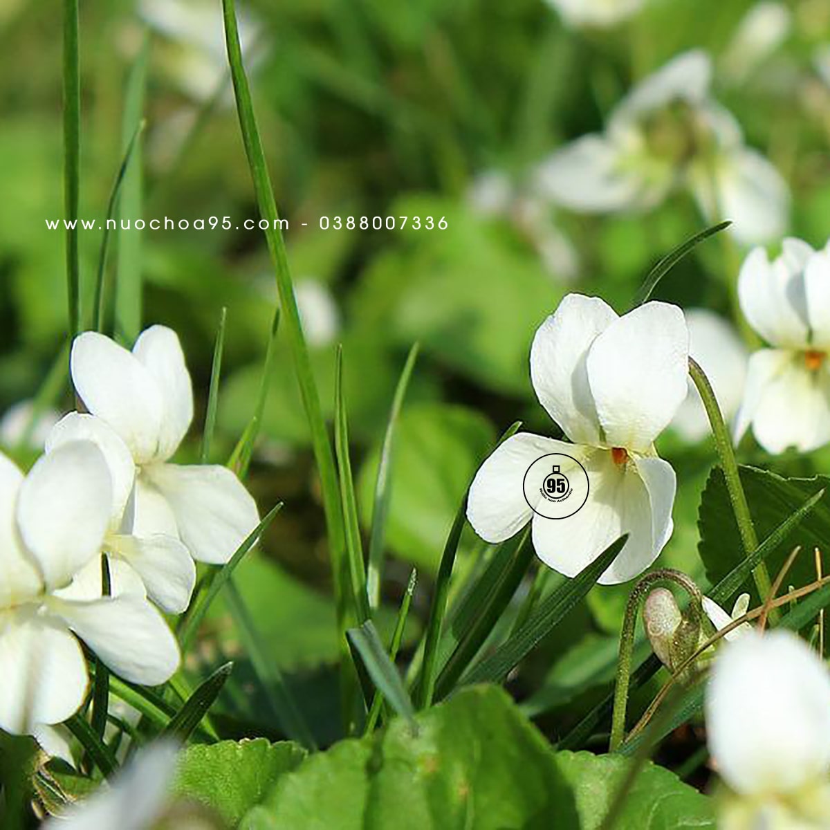 Hoa Violet trắng