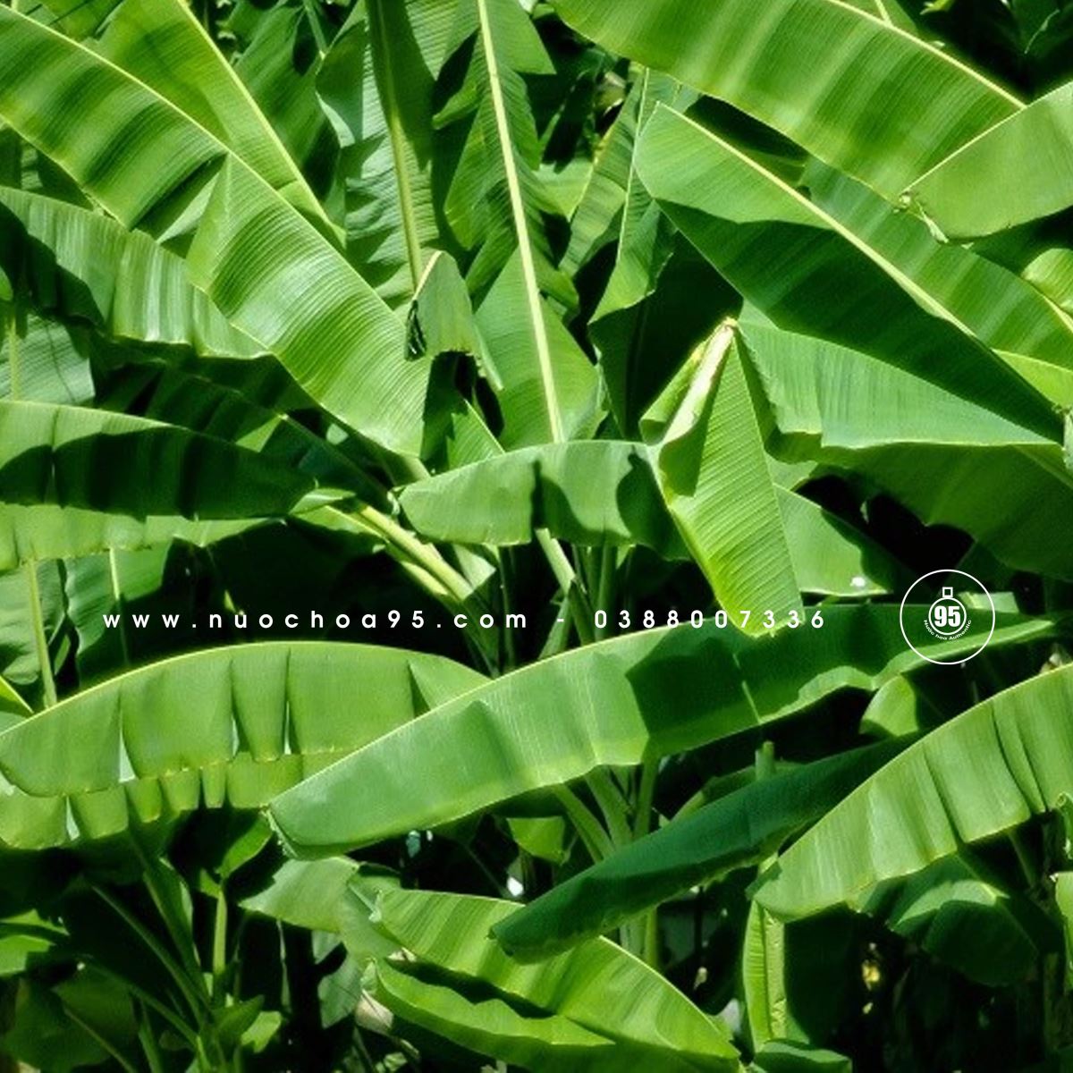 Lá chuối (Banana Leaf)